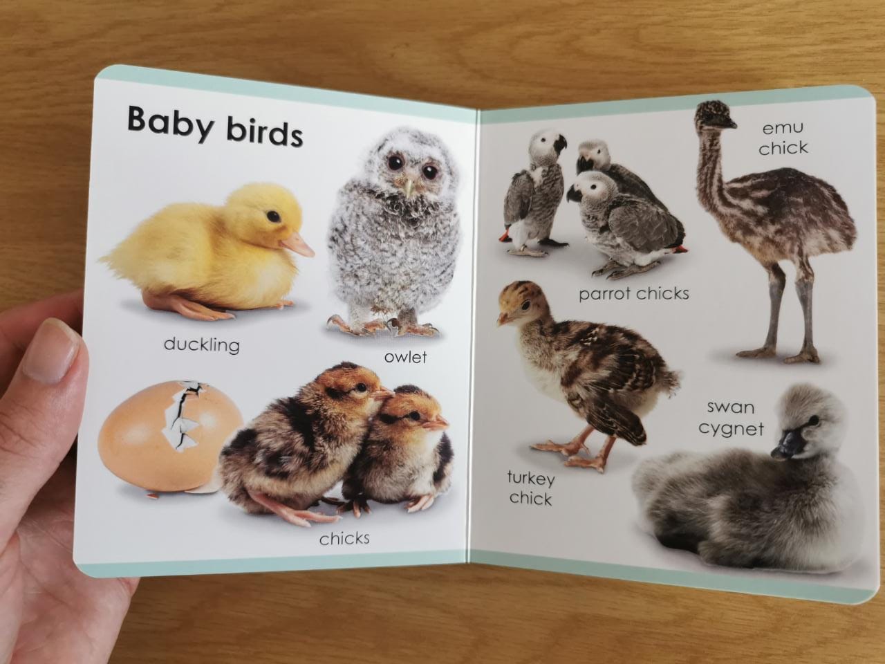My First Baby Animals (Board Book) – The Book Box